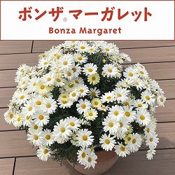 [25年10月中下旬予約]ボンザマーガレット：クリームホワイト3.5号ポット(R)