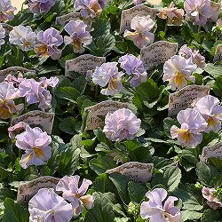 【お1人様3ポットまで】ビオラ：プチトリアノン　ローランサングレー3.5号ポット