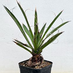ユッカ：カルネロサーナ（根上がり仕立て）　4号鉢植え