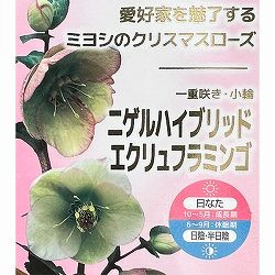 クリスマスローズ：ニゲルハイブリッド　エクリュフラミンゴ4.5号ポット