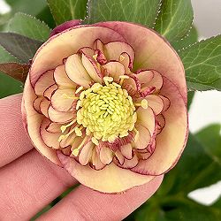 クリスマスローズ：*サンセットオーケストラ4.5号ポット