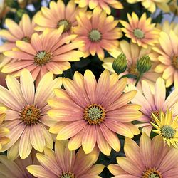 オステオスペルマム：フラワーパワー　サマーサン3.5号ポット