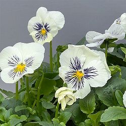 パンジー：キャッツ ホワイト3-3.5号ポット