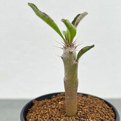 パキポディウム：サンデルシー　3号鉢植え