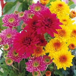 [25年10月中下旬予約]お正月お飾り菊ミックス植え3（バロック入）4号ポット