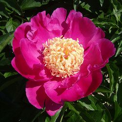 [25年10月中下旬予約]シャクヤク（芍薬）：トムキャット6号ポット