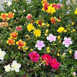 ポーチュラカ（八重咲き・サンシャイン）：花色ミックス3-3.5号ポット