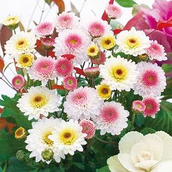 [25年9月中下旬予約]キク：冬咲きデュエットマム（菊の苗）乙女桜・おぼろ月3.5号