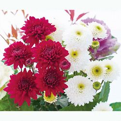 [25年9月中下旬予約]キク：冬咲きデュエットマム（菊の苗）スザンヌ・若草3.5号