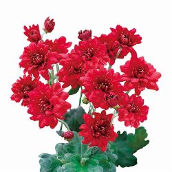 [25年8月下旬予約]夏秋咲き電照菊（花付き菊苗）：なつみ4号ポット