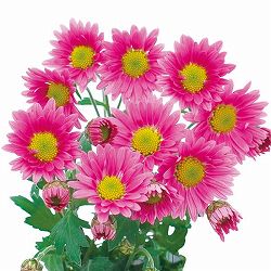 [25年9月中下旬予約]寒菊小菊：桜華（ピンク系）3号ポット