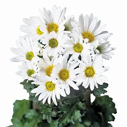 [25年9月中下旬予約]寒菊小菊：つばさ（白系）3号ポット