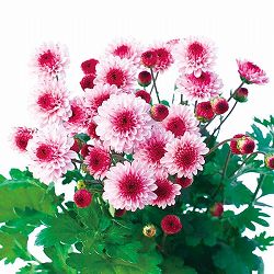 [25年9月中下旬予約]寒咲き変わり菊 ベリーアイ（ピンク系）3号ポット