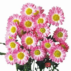 [25年9月中下旬予約]寒咲き変わり菊 プランタン（ピンク系）3号ポット