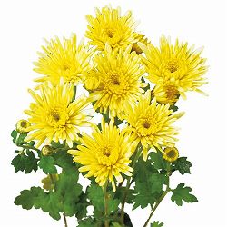 [25年9月中下旬予約]寒咲き変わり菊 ジャパネリンイエロー（黄系）3号ポット