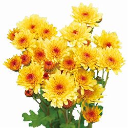 [25年9月中下旬予約]キク：1月咲はつ春小菊　日ノ本（黄系）3号ポット