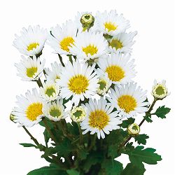 [25年9月中下旬予約]キク：1月咲はつ春小菊　冬銀河（白系）3号ポット