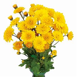 [25年10月中下旬予約]手間なし菊冬咲き お正月咲き小菊：のぞみ（黄系）4号ポット