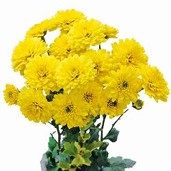 [25年10月中下旬予約]手間なし菊冬咲き お正月咲き変わり菊：福寿 4号ポット