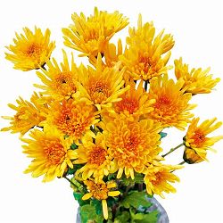 [25年10月中下旬予約]手間なし菊冬咲き お正月咲き変わり菊：雷門 4号ポット
