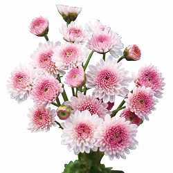 [25年10月中下旬予約]手間なし菊冬咲き お正月咲き二色八重小菊 乙女桜 4号ポット