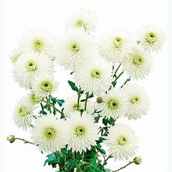 [25年10月中下旬予約]手間なし菊冬咲き お正月咲きポンポン菊 シャスタ 4号ポット