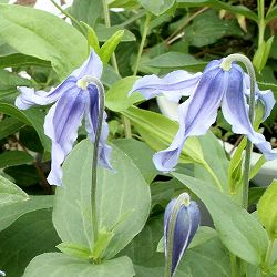 クレマチス：ブルーベル imp 4号ロングポット（インテグリフォリア系）