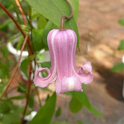 クレマチス：アロママテリア4号ポット（ヴィオルナ系）