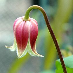 クレマチス：モモノキミ（桃の君）4号ポット（ヴィオルナ系）