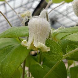 クレマチス：コアクチリス4号ポット（ヴィオルナ系）