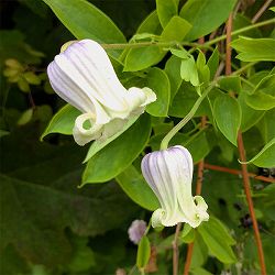 クレマチス：クモイノキミ（雲居の君）4号ポット（ヴィオルナ系）