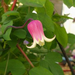 クレマチス：リンコウ（林光）4号ポット（ヴィオルナ系）