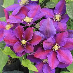 クレマチス：アヤノ（綾乃）4号ロングポット