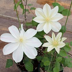 クレマチス：ツキカ（月香）4号ロングポット