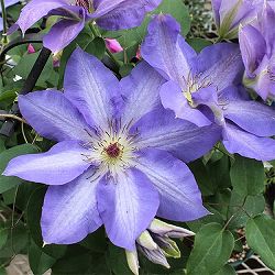 クレマチス：ワゴコロ（和心）4号ロングポット