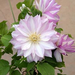 クレマチス：ニジノカナタ（虹の彼方）4号ロングポット（早咲大輪系・八重）