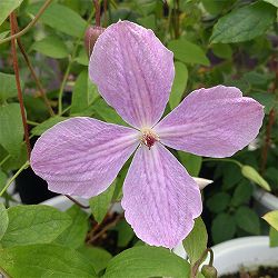 クレマチス：ユウナギノスタルジィ（夕凪ノスタルジィ）4号ロングポット