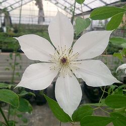 クレマチス：ちんあなご4号ロングポット