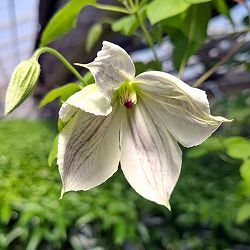 クレマチス：アサモヤイマジナリィ（朝靄イマジナリィ）4号ロングポット