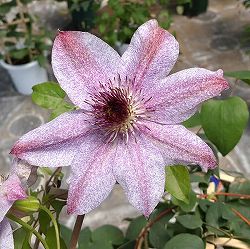 クレマチス：ヨウセイノユラギ（妖精のゆらぎ）4号ロングポット