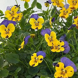 ビオラ：ソルベ　イエローブルージャンプアップ3-3.5号ポット