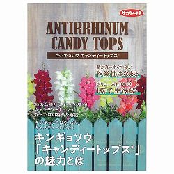 【会員プレゼント！】商品カタログ：サカタのタネ　キンギョソウキャンディートップス<