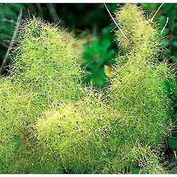 スモークツリー：シトロンシュシュ5-6号ポット