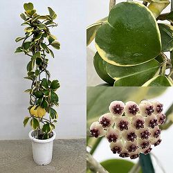 ホヤ：カーリー（花芽もしくは花座つき）　あんどん仕立て8号鉢植え
