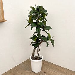 フィカス：ソフィア　8号鉢植え25-01