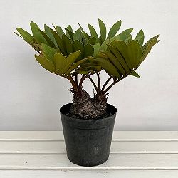 ザミア：フルフラセア　7号鉢植え25-01
