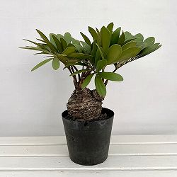 ザミア：フルフラセア　7号鉢植え25-02