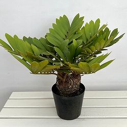 ザミア：フルフラセア　7号鉢植え25-04