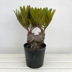 ザミア：フルフラセア　7号鉢植え25-05