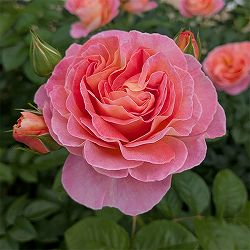 [26年5月中下旬予約]四季咲中輪バラ：ドルンブルガー シュロスローズ新苗